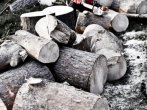 Dřevo po kácení